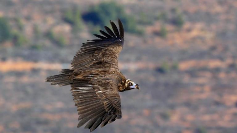 μαυρογυπας