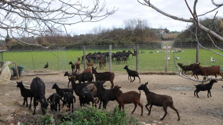αντωνης νικολοπουλος
