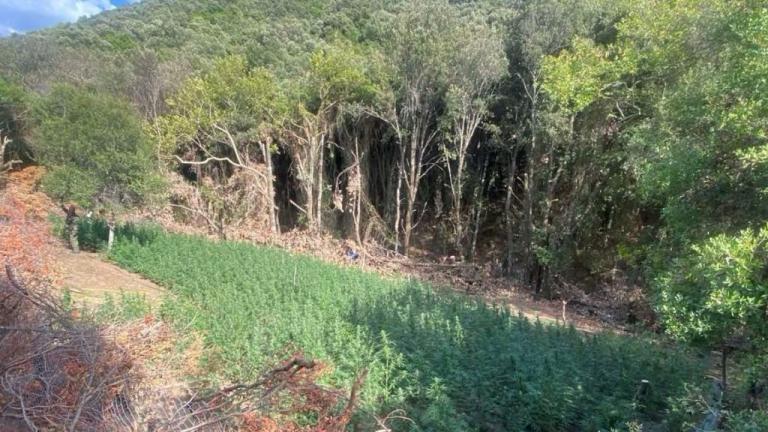 νακρωτικα μεσολόγγι