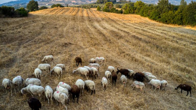 αιγοπροβατα