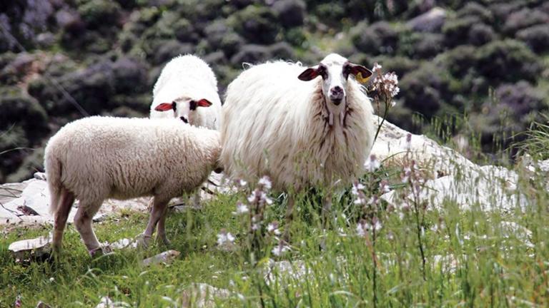 αιγοπροβατα