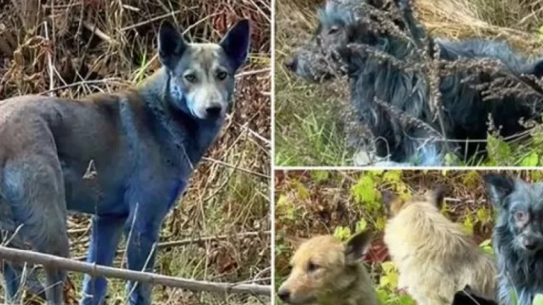 Τσερνόμπιλ: Μυστήριο με... μπλε σκύλους - Εντοπίστηκαν κοντά στη ζώνη της πυρηνικής καταστροφής