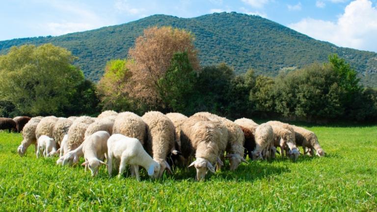 αιγοπροβατα