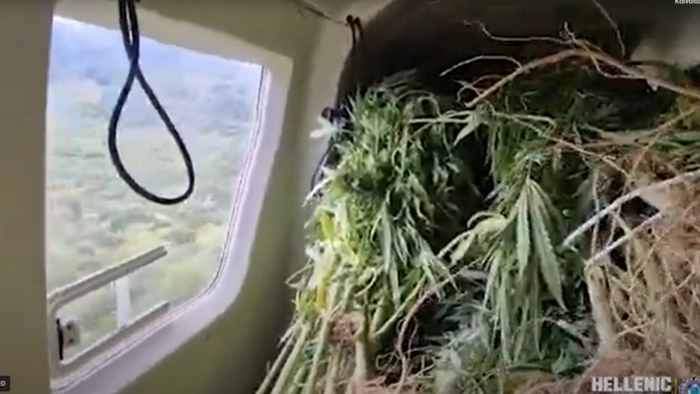 χασισοφυτεια