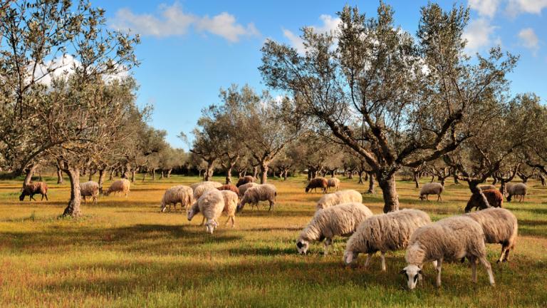 αιγοπροβατα
