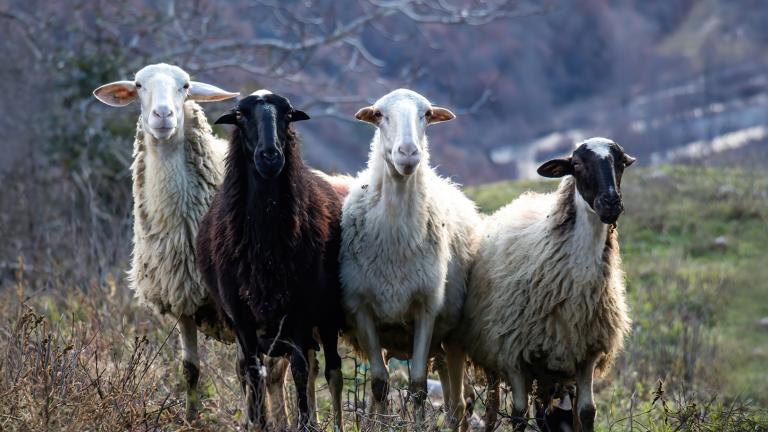 αιγοπροβατα