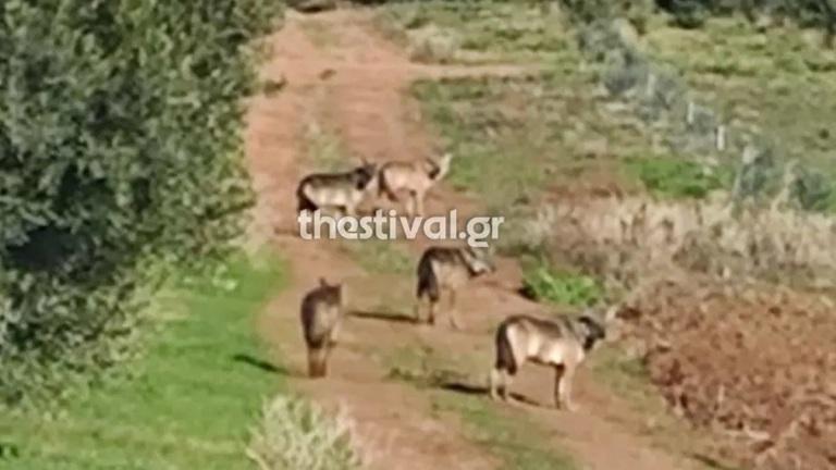 αγελη λυκων στην χαλκιδικη