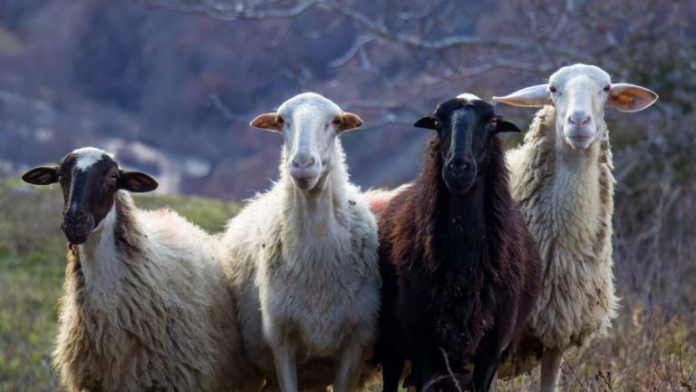 αιγοπροβατα