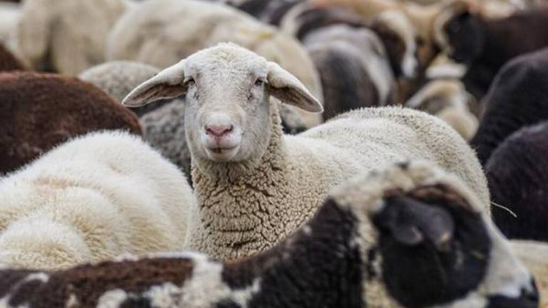 αιγοπροβατα