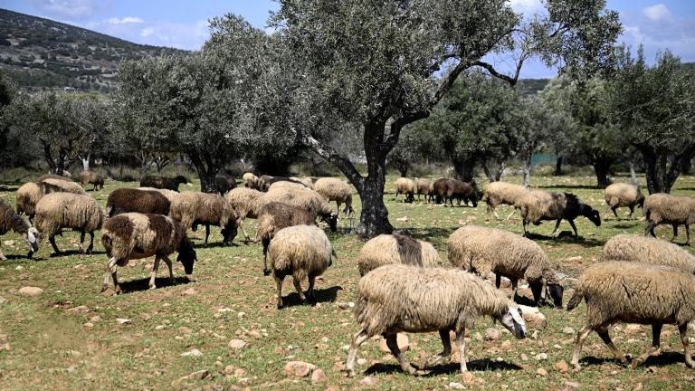 αιγοπροβατα