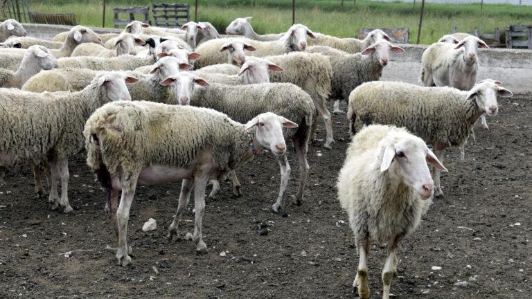 αιγοπροβατα