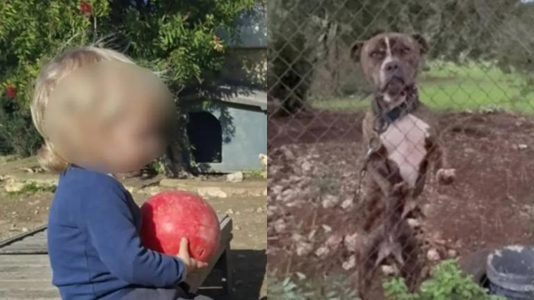 Ζάκυνθος: Τι αποκάλυψε η μητέρα του 2χρονου για την επίθεση του πίτμπουλ — «Τρόμαξε από πυροβολισμούς»