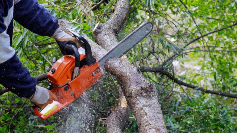 κοπη δεντρων