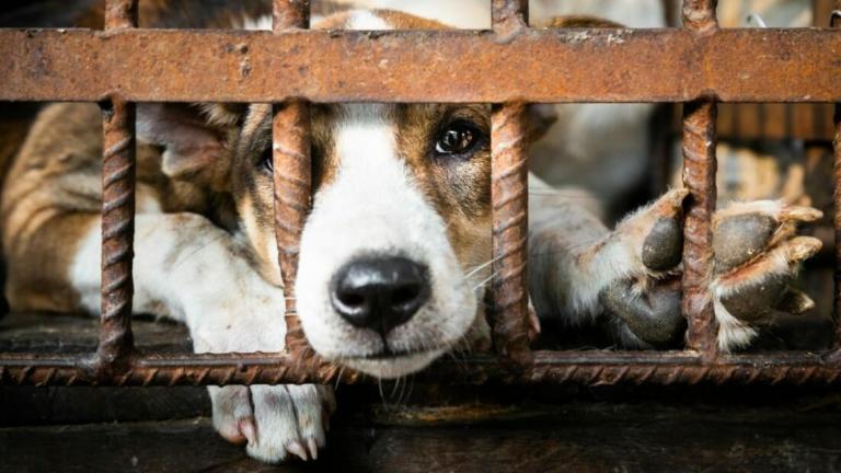 κακοποιηση ζωων