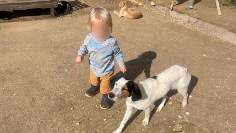 Ζάκυνθος: «Τον έχασα σε 30 δευτερόλεπτα» - Συγκλονίζει ο πατέρας του 2χρονου που σκοτώθηκε από πίτμπουλ