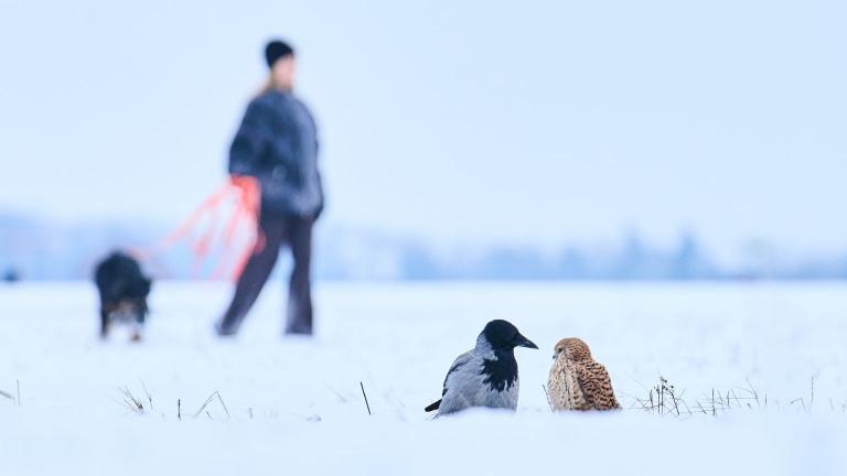 ευρωπη και χιονι