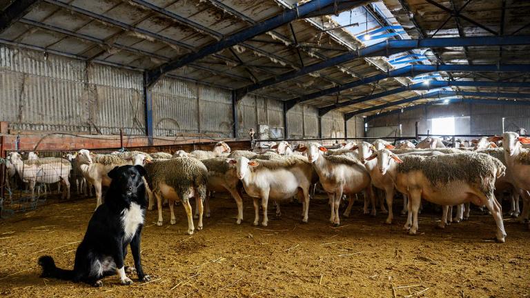 αιγοπροβατα