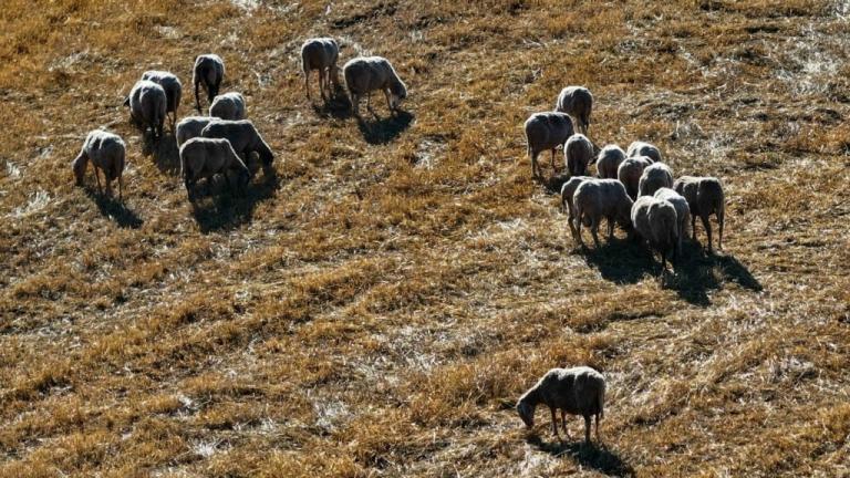 κτηνοτροφος