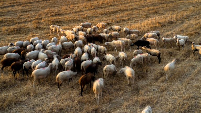αιγοπροβατα