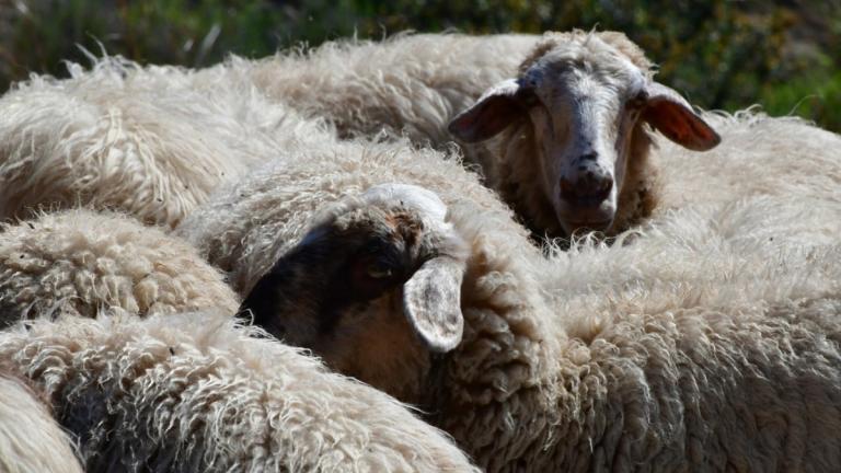 αφθώδης πυρετός