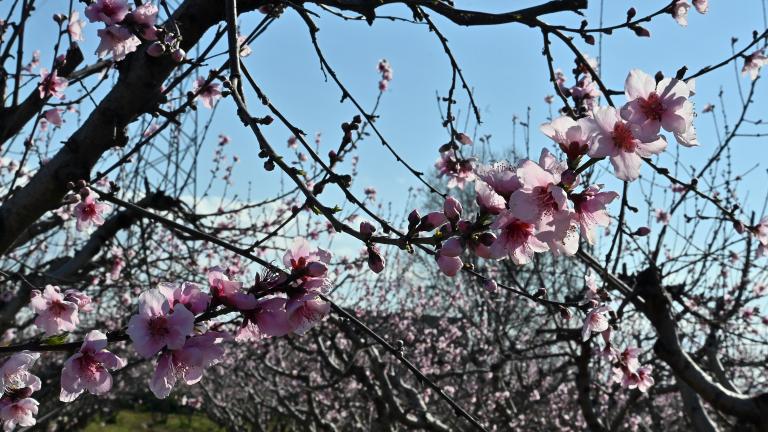 ΡΟΔΑΚΙΝΙΕΣ