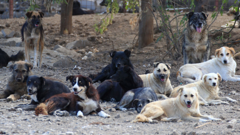 Πιερία: Εισαγγελική έρευνα για την επίθεση αγέλης αδέσποτων σκύλων σε 61χρονη τουρίστρια