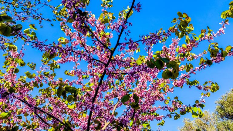 καλος καιρος