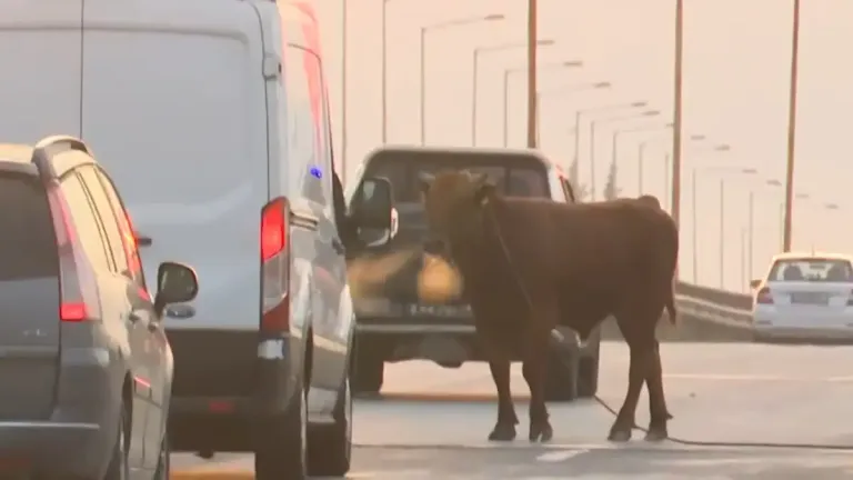 Θεσσαλονίκη: Αναστάτωση στην Σίνδο με ταύρο που... «έκοβε βόλτες» στην Εθνική Οδό