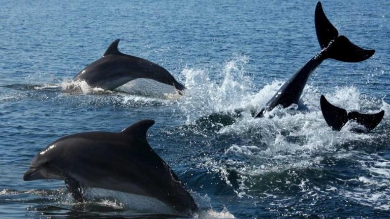 dolphin KAMIKAZI