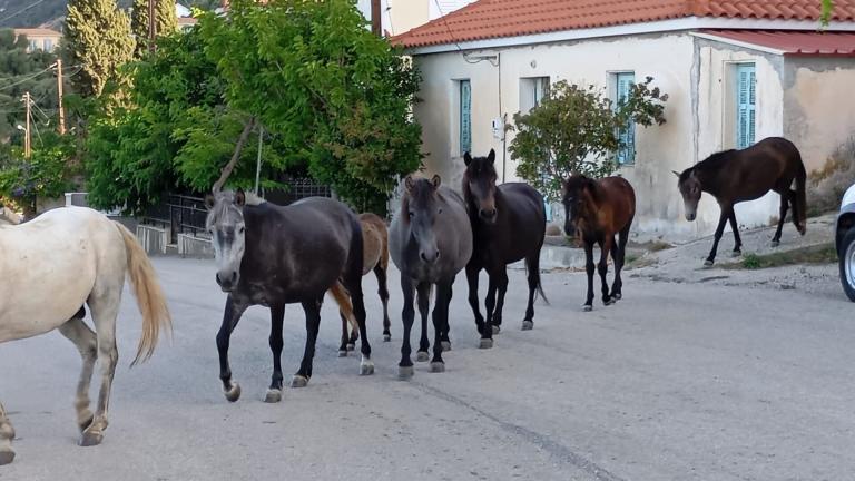 ΑΛΟΓΑ ΤΟΥ ΑΙΝΟΥ