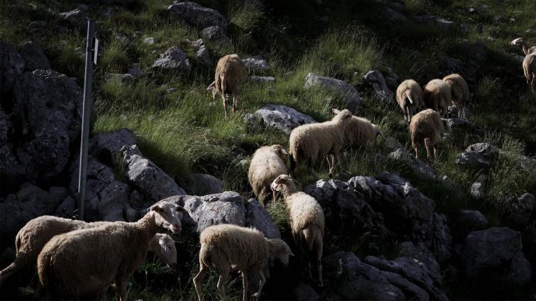 φθώδης πυρετός