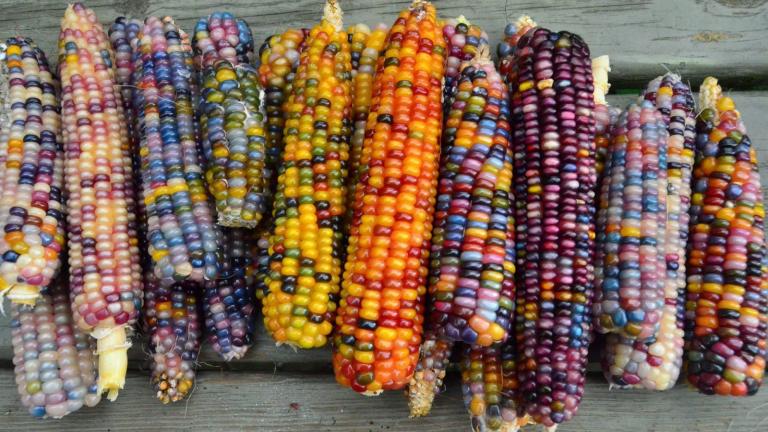 Καλαμπόκι ουράνιο τόξο!