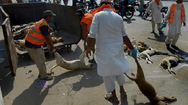 Πακιστάν: Δηλητηρίασαν μαζικά αδέσποτα σκυλιά 