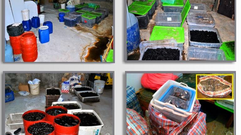 Κινέζοι είχαν στήσει στη Φθιώτιδα παράνομη μονάδα αλιείας και εξαγωγής «θαλασσινών αγγουριών» στο εξωτερικό