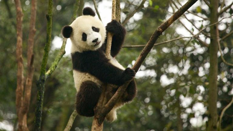 Τα γιγάντια πάντα δεν κινδυνεύουν πια!