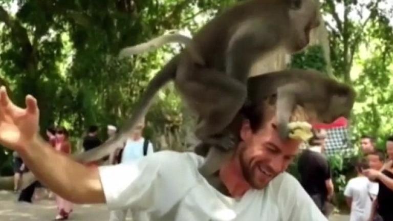 Ινδονησία: Δύο μαϊμούδες έκαναν σεξ στο κεφάλι του