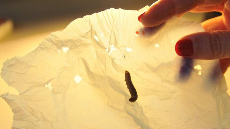 Ανακαλύφθηκε έντομο που τρώει πλαστικά... και οι επιστήμονες ελπίζουν να «σώσει» τον πλανήτη (ΒΙΝΤΕΟ)