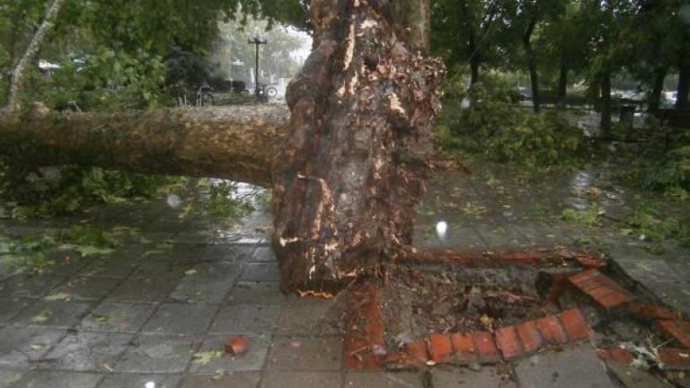 Μπουρίνι ξερίζωσε πλάτανο στα Τρίκαλα και προκάλεσε ζημιές (ΦΩΤΟ&ΒΙΝΤΕΟ)