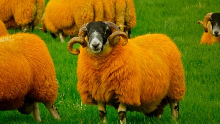 'Εβαψε πορτοκαλί τα πρόβατα για να μην τα κλέβουν