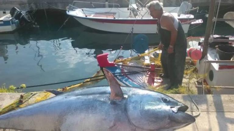 Ψάρεψε τόνο 220 κιλών στην Κεφαλονιά 