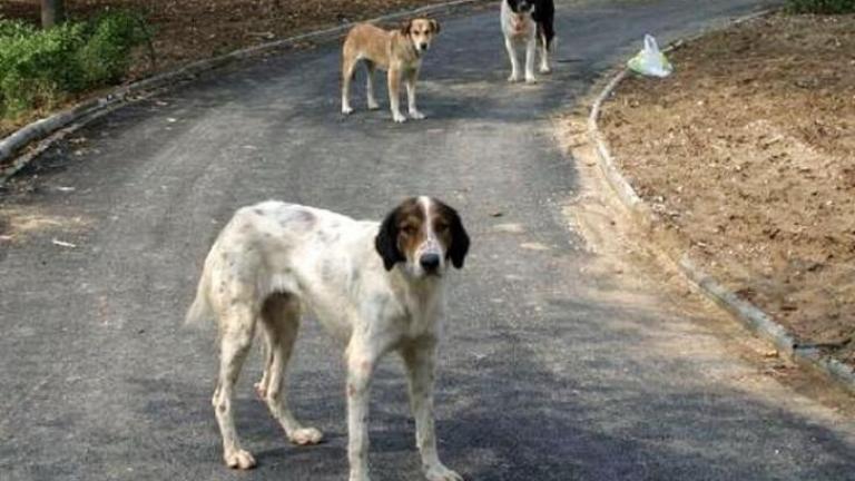Σκότωσαν και έγδαραν σκυλιά στο Αγρίνιο 