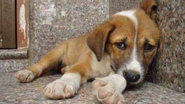 Αλλεπάλληλα κρούσματα δηλητηρίασης αδέσποτων ζώων στην Καλαμπάκα καταγγέλλει ο δήμος