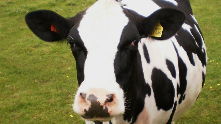 Σε δικαστικό θρίλερ εξελίσσεται υπόθεση αγελάδας που σκότωσε γυναίκα