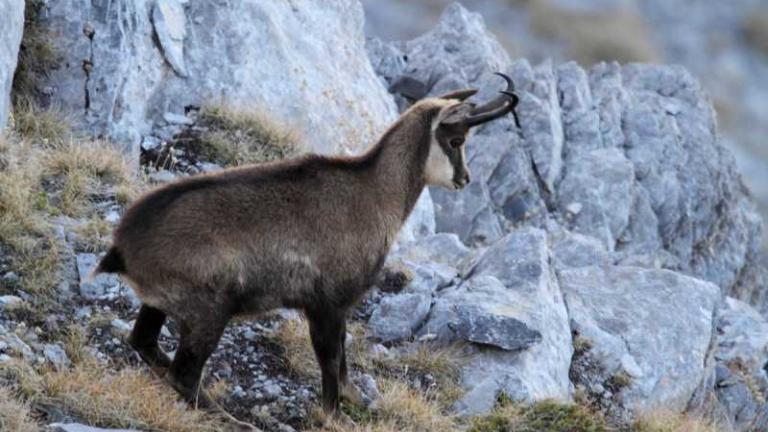 Ιωάννινα: Σύλληψη λαθροκυνηγών, που σκότωσαν έξι αγριόγιδα τα οποία ανήκουν σε μοναδικό προστατευόμενο είδος αντιλόπης