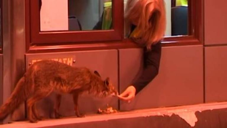 Μία μικρή αλεπού τρώει από το χέρι μίας υπαλλήλου στα διόδια!