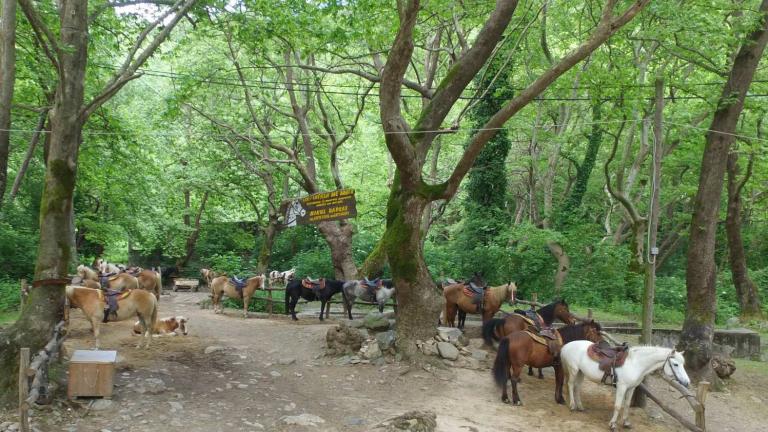 Το μεγαλύτερο κοπάδι αλόγων της ελληνικής φυλής Πίνδου στην Ευρώπη