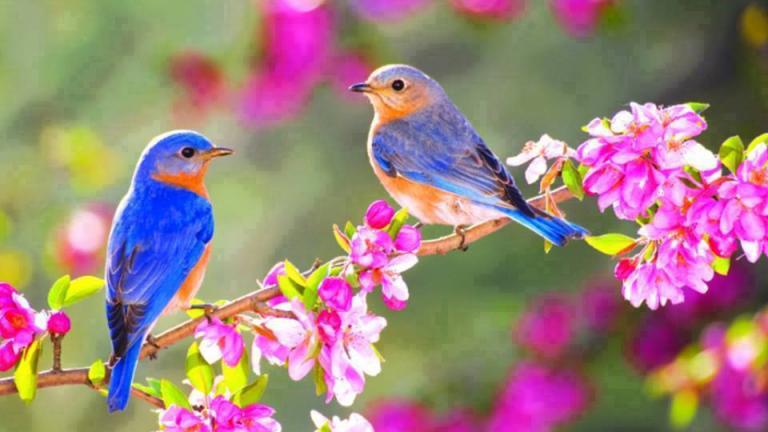 Τη Δευτέρα ξεκινά και επίσημα η Άνοιξη 