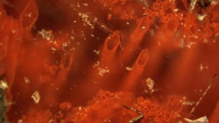 Μια σπουδαία ανακάλυψη στον Καναδά-Τα αρχαιότερα απολιθώματα μικροοργανισμών που έχουν βρεθεί στον πλανήτη μας