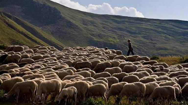 Καταβολή αποζημιώσεων 5,5 εκ. ευρώ στους κτηνοτρόφους
