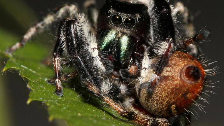 Απίστευτο!  Οι αράχνες κάνουν στοματικό σεξ!